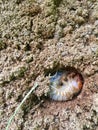 Image of a grub worm Royalty Free Stock Photo