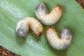 Image of grub worms beetle in garden. May beetle larvae close up. Source of protein. Entomology. Food of future Royalty Free Stock Photo