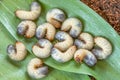 Image of grub worms beetle in garden. May beetle larvae close up. Source of protein. Entomology. Food of future Royalty Free Stock Photo