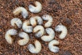 Image of grub worms beetle in garden. May beetle larvae close up. Source of protein. Entomology. Food of future Royalty Free Stock Photo