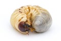 Image of grub worms, Coconut rhinoceros beetle.