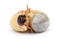 Image of grub worms, Coconut rhinoceros beetle.