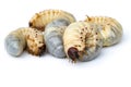 Image of grub worms, Coconut rhinoceros beetle. Royalty Free Stock Photo