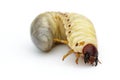 Image of grub worms, Coconut rhinoceros beetle. Royalty Free Stock Photo