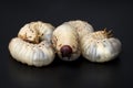 Image of grub worms, Coconut rhinoceros beetle.