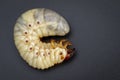 Image of grub worms, Coconut rhinoceros beetle. Royalty Free Stock Photo