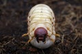 Image of grub worms, Coconut rhinoceros beetle. Royalty Free Stock Photo