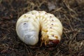 Image of grub worms, Coconut rhinoceros beetle.