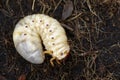 Image of grub worms, Coconut rhinoceros beetle. Royalty Free Stock Photo