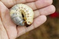 Image of grub worms, coconut rhinoceros beetle. Royalty Free Stock Photo