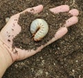 Image of grub worms Royalty Free Stock Photo