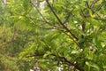 Image of Guava Tree ???? with leaves Royalty Free Stock Photo