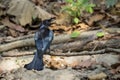 Image of Hair crested drongo bird on a tree branch on nature background. Animals