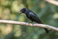 Image of Hair crested drongo bird on a tree branch on nature background. Animals