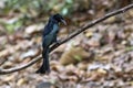 Image of Hair crested drongo bird on a tree branch on nature background. Animals