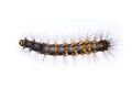 Image of hairy caterpillar isolated on white background. Insect. Worm. Animal Royalty Free Stock Photo