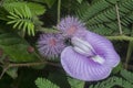 Hairy mimosa pudica with spurred butterfly pea flower Royalty Free Stock Photo