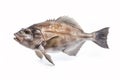 Image of a halibut fish isolated on white background. Fresh fish. Underwater animals. Generative AI