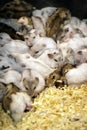 Image of hamster is sleeping together. Pet. Animals Royalty Free Stock Photo