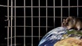 Mouse on Globe by Metal Cage Royalty Free Stock Photo