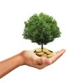 Hand holding stack of golden coins with tree growing Royalty Free Stock Photo