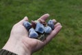 Hand Holding Several Small and Colorful Calcite Crystals