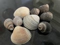 A variety of different seashells