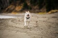 Image of happy and funny Beige and white Siberian Husky dog running on the beach at seaside in autumn
