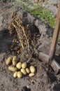 Harwest potatoes at their summer cottage