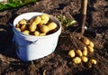 Harwest vegetables from garden in the country