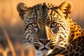 Leopard\'s Intense Gaze - Macro Shot Focused on the Intricate Patterns of Rosette Spots on Its Fur