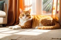 An Orange Tabby Cat Lounges in a Sunbeam That Filters Through a Sheer Curtain, Dappling Its Fur in Warm Glow