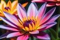 Macro Close-Up Photography - Vibrant Color Flower Occupying Central Frame, Petals in Sharp Focus