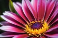 Macro Close-Up Photography - Vibrant Color Flower Occupying Central Frame, Petals in Sharp Focus