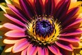 Macro Close-Up Photography - Vibrant Color Flower Occupying Central Frame, Petals in Sharp Focus