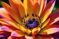 Macro Close-Up Photography - Vibrant Color Flower Occupying Central Frame, Petals in Sharp Focus