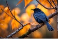 Blackbird Perched on Gnarled Branch: Sleek Feathers Glistening in Sharp Focus Amidst Bokeh Elegance