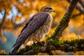 Close-Up Capture: Hawk in Sharp Focus, Feathers Rendered with High Detail, Perched on a Gnarled Branch