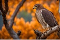 Close-Up Capture: Hawk in Sharp Focus, Feathers Rendered with High Detail, Perched on a Gnarled Branch