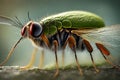 Macroscopic Close Up of a Small Insect Bug Spider Fly Royalty Free Stock Photo