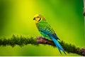Budgerigar Perched: Intricate Feather Textures Amid Vibrant Green and Yellow Plumage, Blurred Harmony Royalty Free Stock Photo