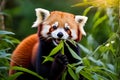 Mid-Yawn Marvel: Red Panda Perched on Sturdy Tree Branch Royalty Free Stock Photo