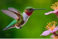 Mid-Air Elegance: Rufous Hummingbird with Iridescent Feathers Royalty Free Stock Photo