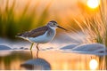 Beach Beauty: Sandpiper with Sharp Focus and Beady Eyes Royalty Free Stock Photo