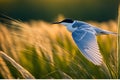 Intricate Patterns: Tern in Flight with Crisp-Focused Eyes