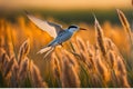 Intricate Patterns: Tern in Flight with Crisp-Focused Eyes