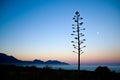 Serene background of tree, moon and vibrant sky