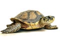 image of hawksbill turtle on white background. underwater animals. Reptile. illustration, generative AI