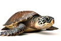 image of hawksbill turtle on white background. underwater animals. Reptile. illustration, generative AI Royalty Free Stock Photo