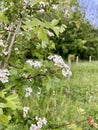 Hawthorn blossom in rewilding area Royalty Free Stock Photo